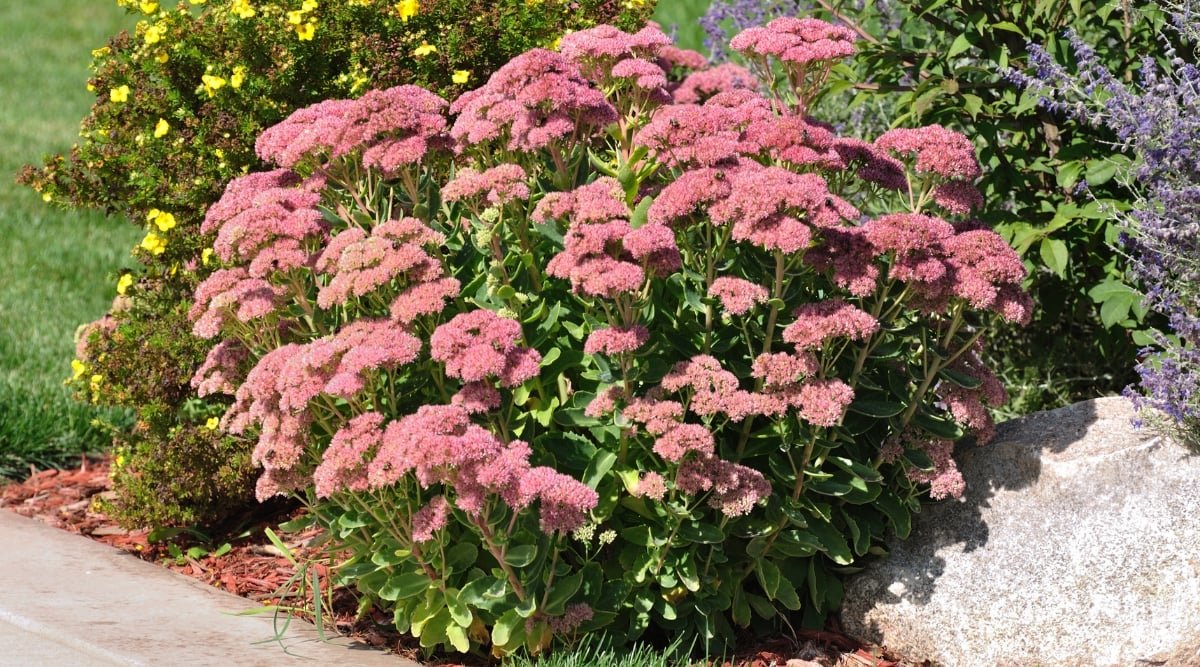 A sedum plant flourishes under the radiant sunlight, showcasing delicate pink sedum flowers in full bloom. Surrounding it, other plants boast an array of yellow and purple flowers, creating a captivating tapestry of hues.