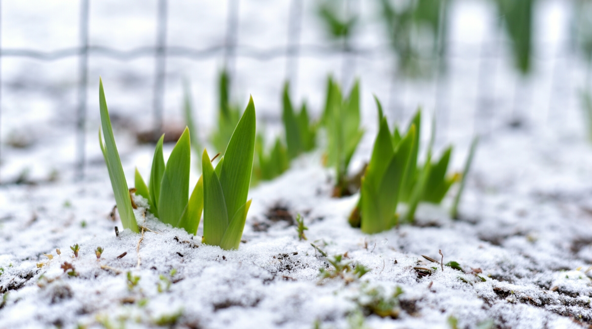 Close-up of young daffodils sprouting beneath snowy ground in a garden. The shoots emerge from the snow with slender green stems with slightly elongated, thin, strap-shaped leaves that grow in a basal rosette at the base of the plant.