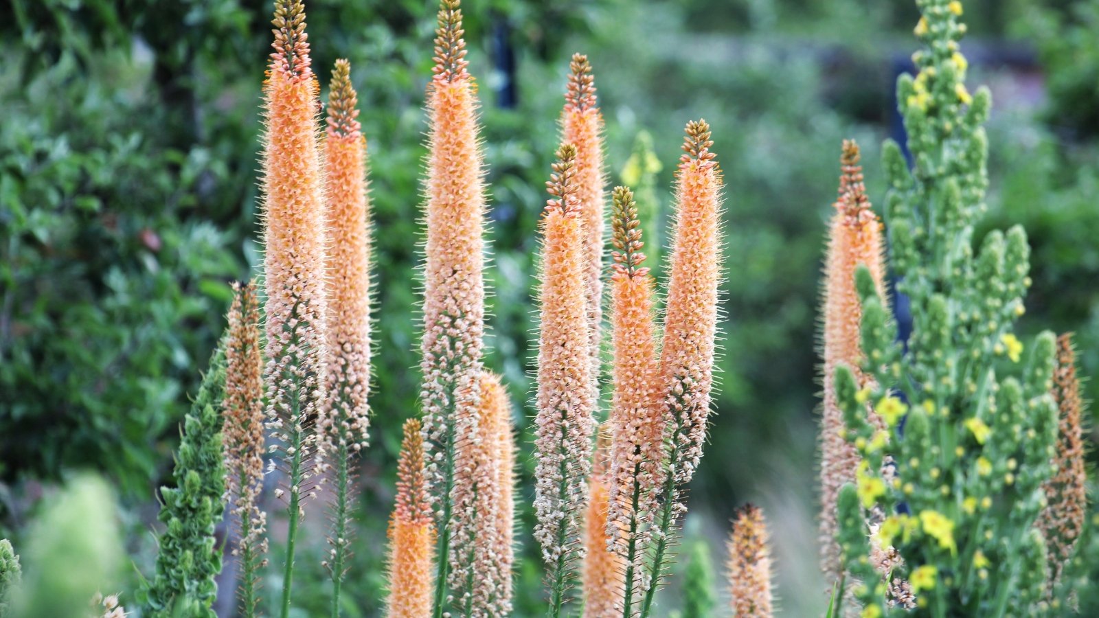 Long, elegant spikes of soft pink flowers form along tall, slender stems.