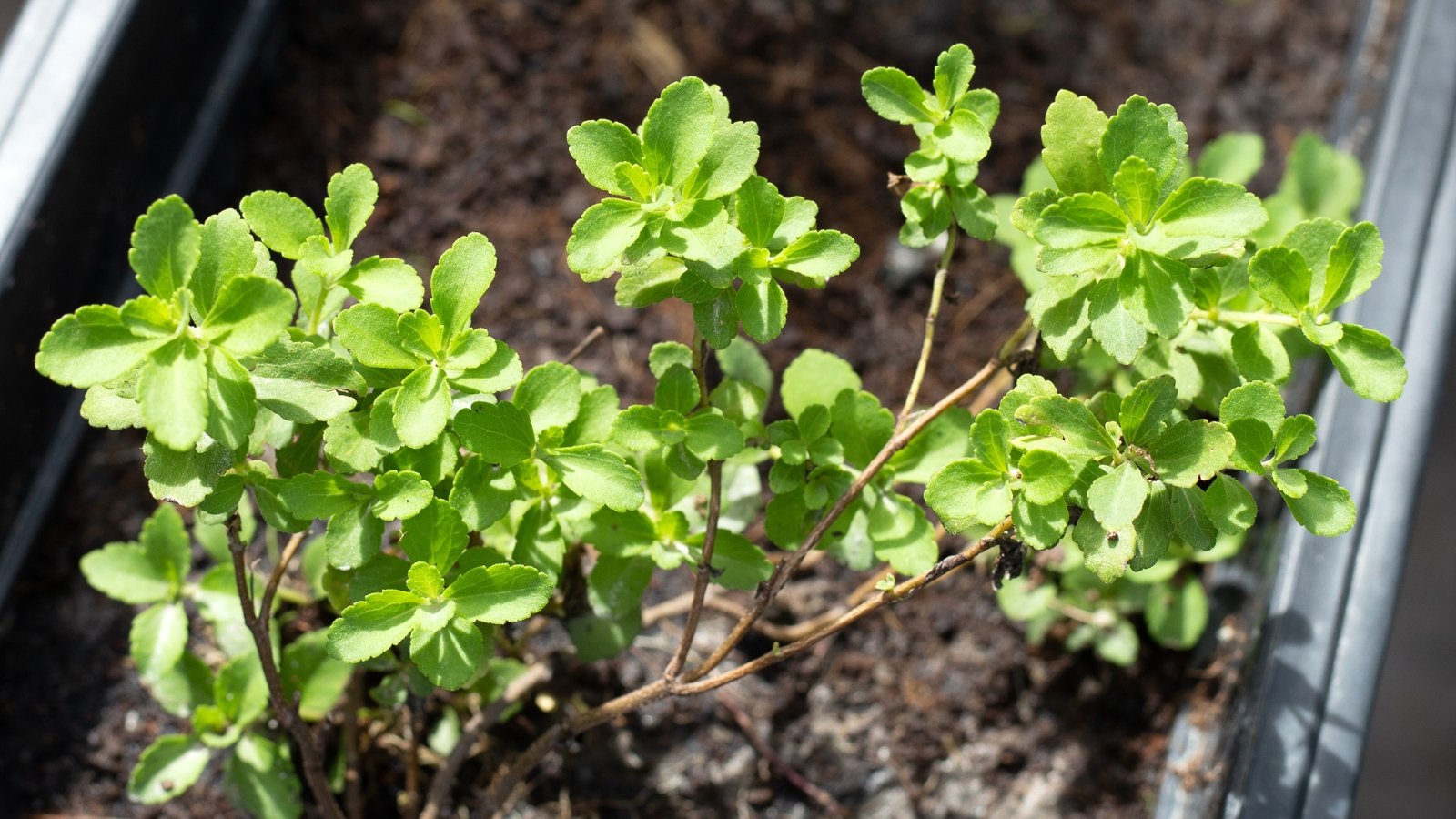 A vibrant stevia plant basks in sunlight, its lush leaves spreading wide. The thriving stevia resides in a black pot, filled with dark, moist soil, nurturing its growth and vitality.