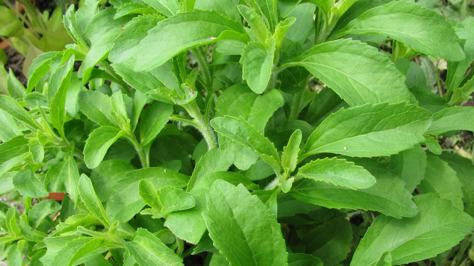 A close-up of a stevia plant revealing intricate details of its leaves. Each leaf showcases serrated edges, adding texture and depth to the botanical composition, hinting at the plant's natural sweetness awaiting extraction.
