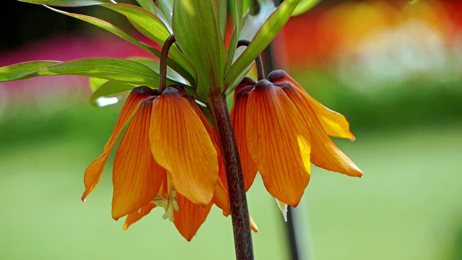 Tall stems with bright orange, bell-shaped flowers and green, lance-shaped leaves with a crown of yellow stamens at the center.
