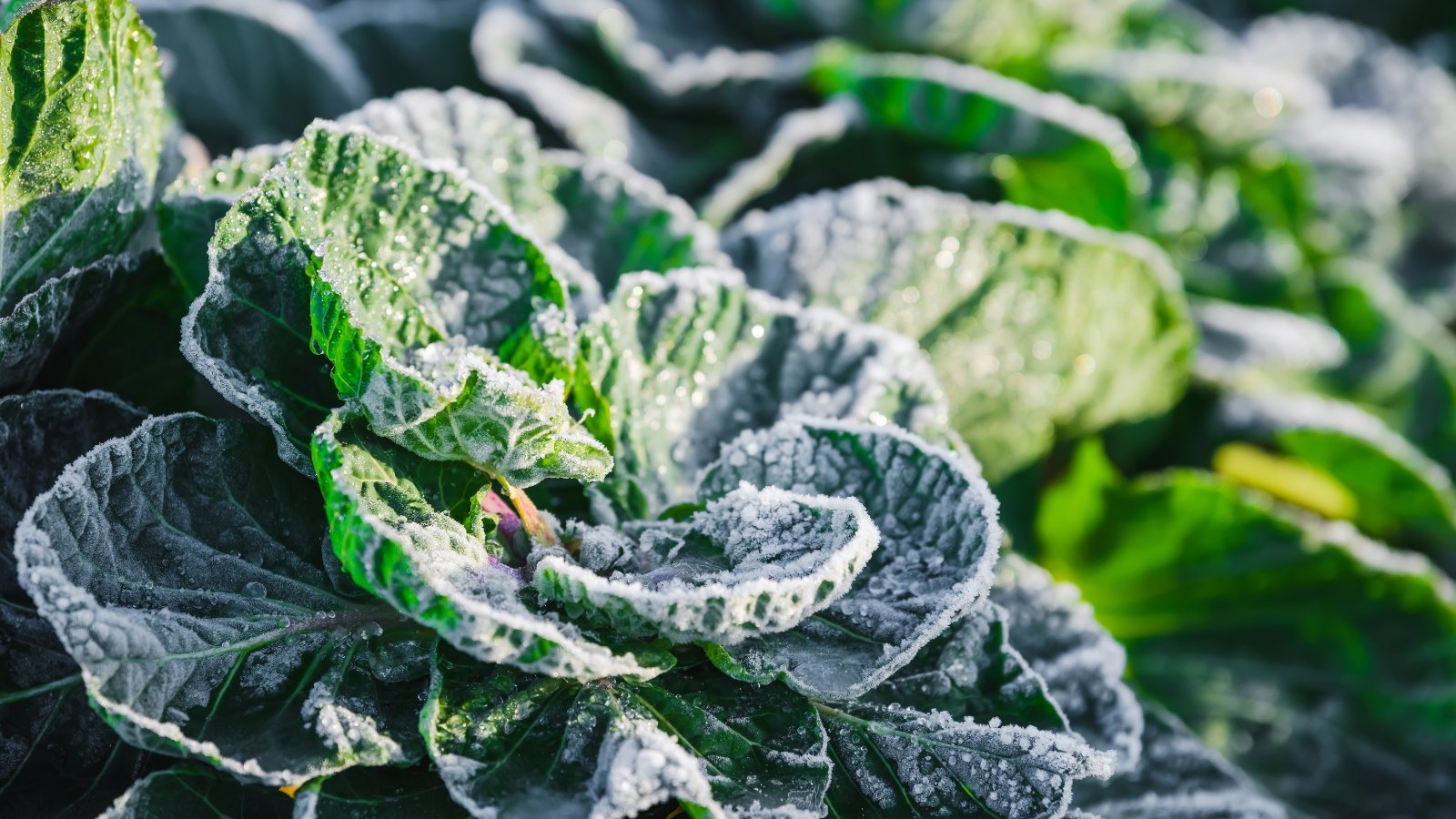 Close-up of wrinkled cabbage leaves covered with light frost, showing the deep green and white color with a delicate texture surrounded by other leaves and soil.