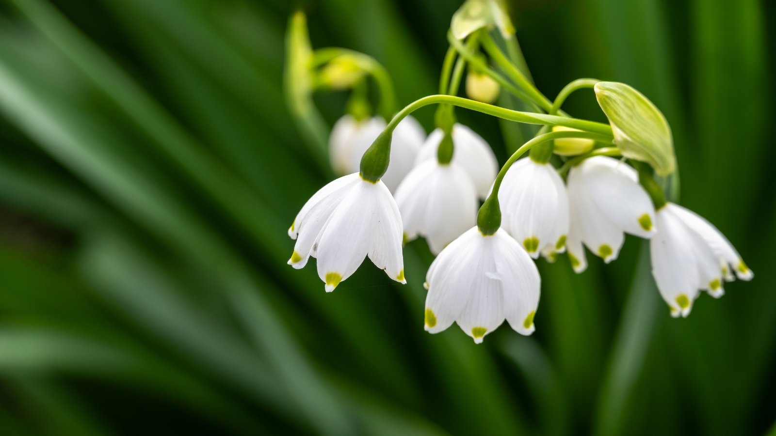 Elegant, drooping white bell-shaped flowers of Galanthus elwesii 'Giant Snowdrop' with a hint of green near the tips, set against a background of long, dark green leaves.