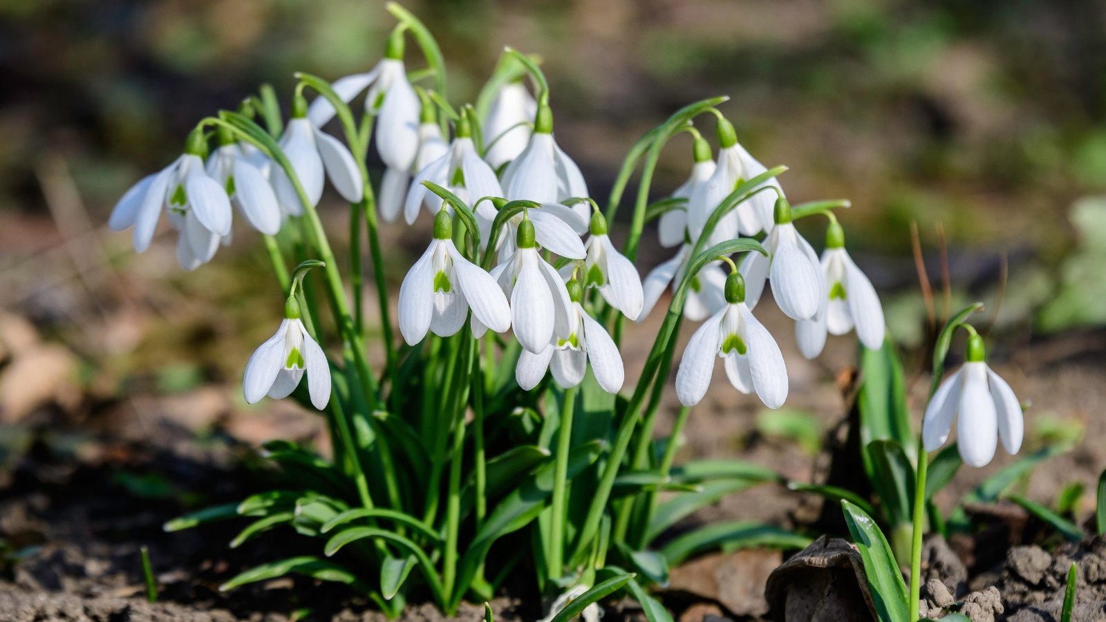 Delicate, nodding white flowers with six petals, with green markings, growing from small, narrow leaves.
