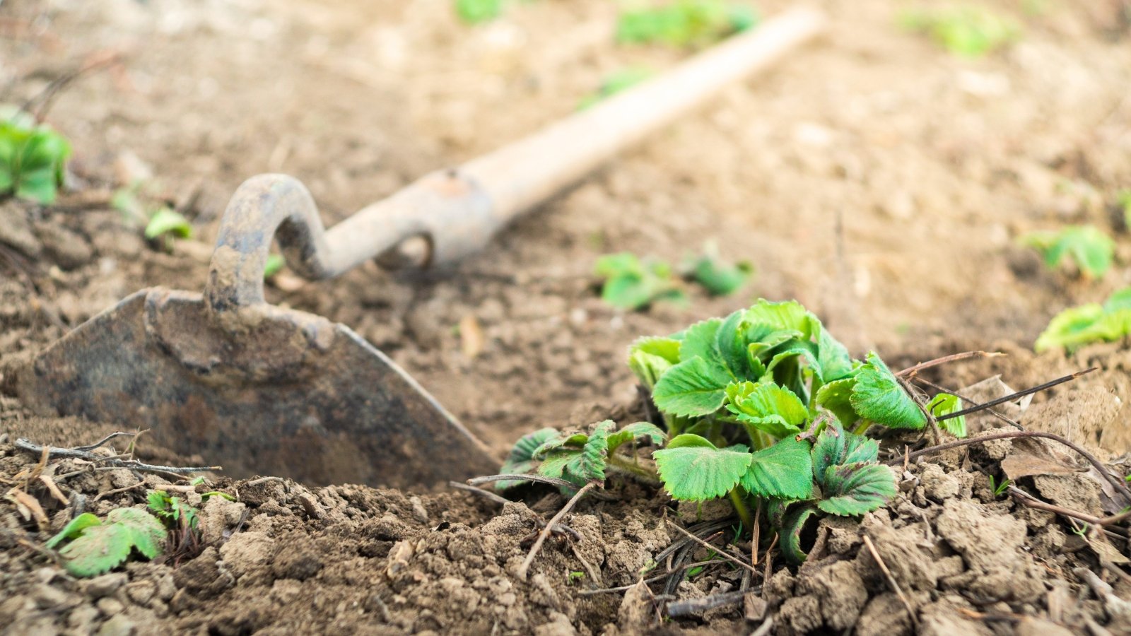 Close-up of a garden hoe with a long handle and a flat, rectangular blade at the end, resting on a bed of strawberry plants.
