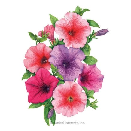 Garden Party Blend Petunia