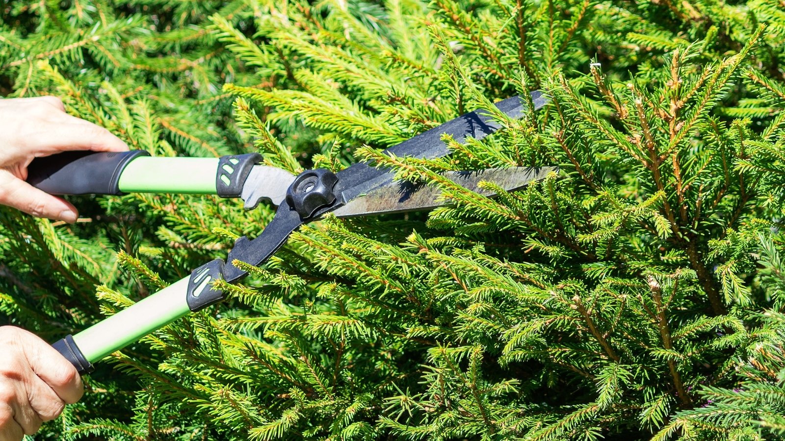 A gardener uses large loppers to trim the dense, green foliage of a spruce tree.