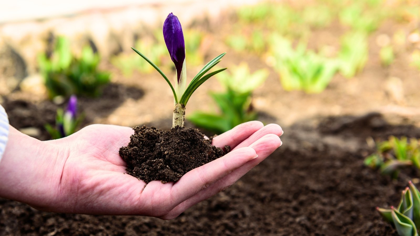 Close-up of a woman's hand holding a semi-blooming seedling with a root ball, narrow green leaves, and a purple, funnel-shaped flower in the garden, ready for transplanting.
