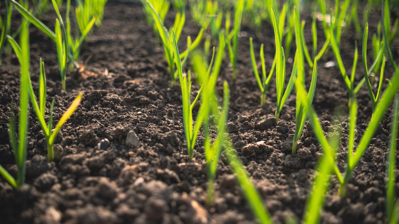 Tender garlic plants grow in neat rows in a sunny garden, with thin, straight bright green leaves with a slight sheen, tapering to a pointed tip.