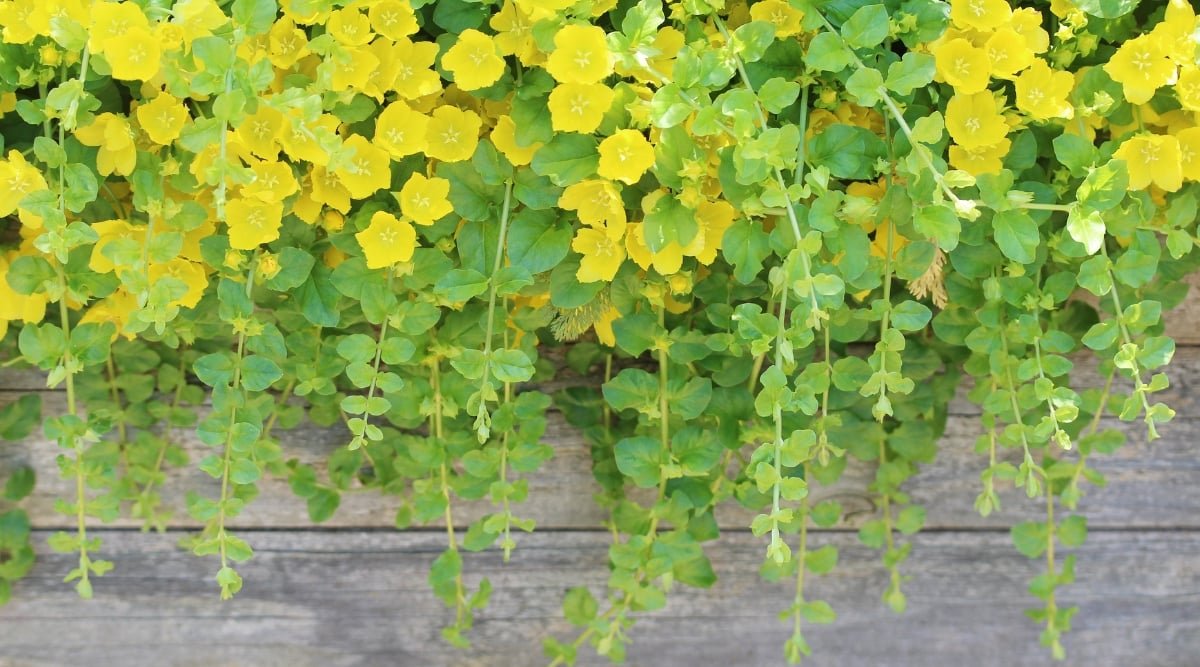 Golden creeping jenny plants cascade down a textured wooden wall, their vibrant foliage painting a picturesque backdrop. The leaves, a striking blend of yellow and green, create a radiant tapestry.