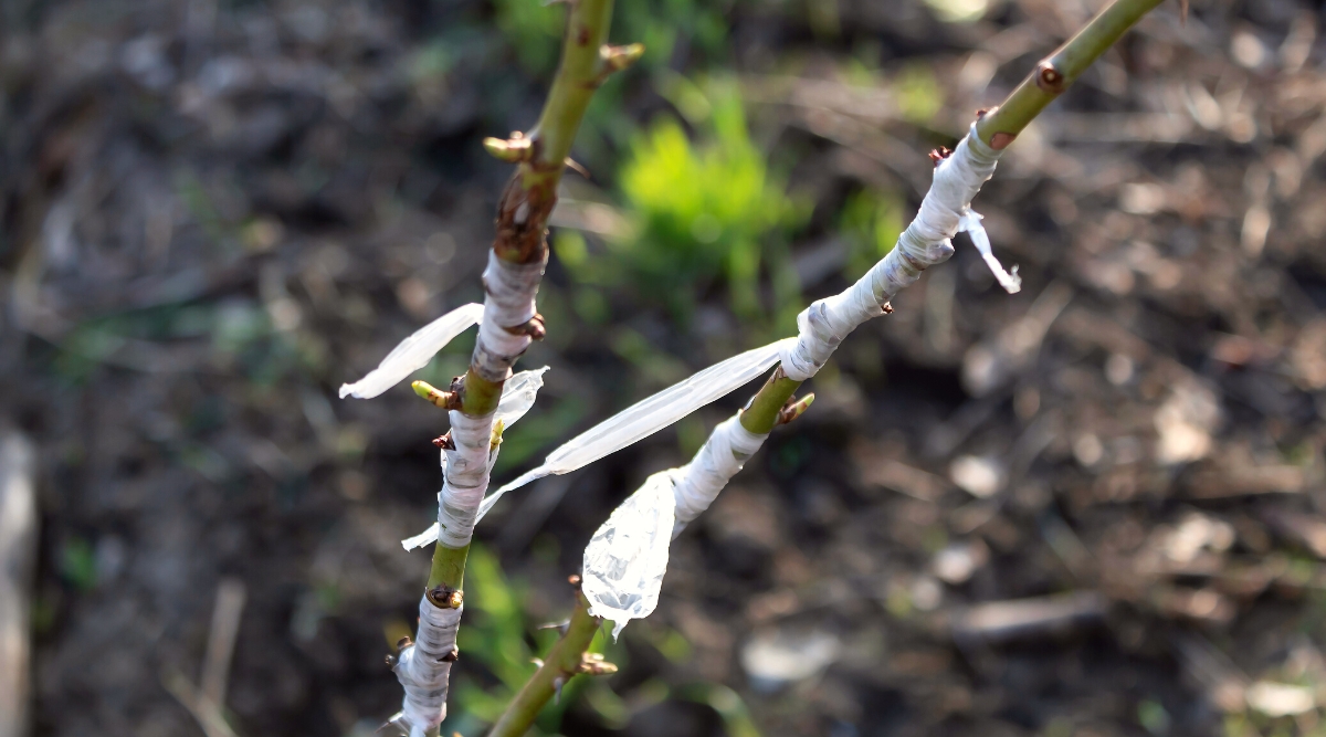 Grafting of cultivated varietal roses. The stems of the roses are upright, green, with small sharp thorns against the blurry background of the soil in the garden. The stems are wrapped with white tape at the grafting site.