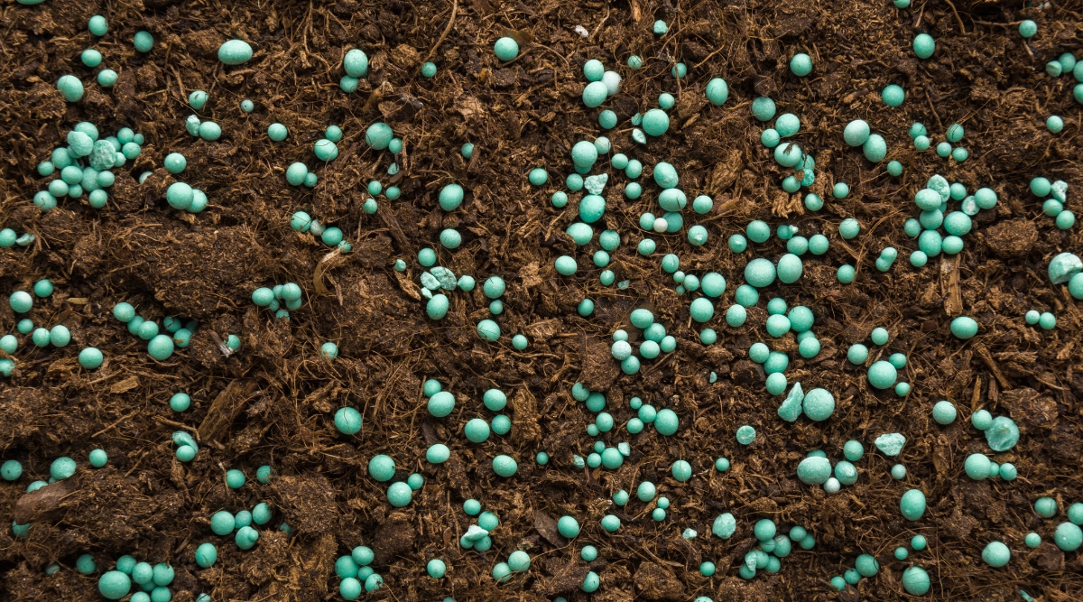 Un primer plano de un montón de tierra de color marrón oscuro llena de pequeñas bolas de fertilizante de color azul verdoso brillante. El suelo se ve húmedo y saludable, y hay pequeños trozos de materia orgánica y fibras visibles por todas partes.