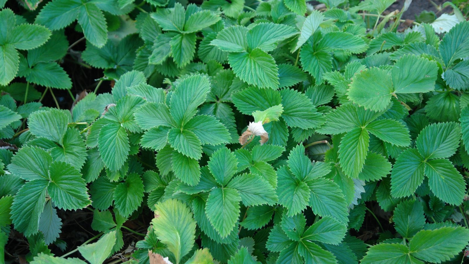 A cluster of Potentilla leaves, vibrant green in color, basking in sunlight. Each leaf has finely serrated edges. The leaves form a dense carpet, adding texture and depth to the garden bed.