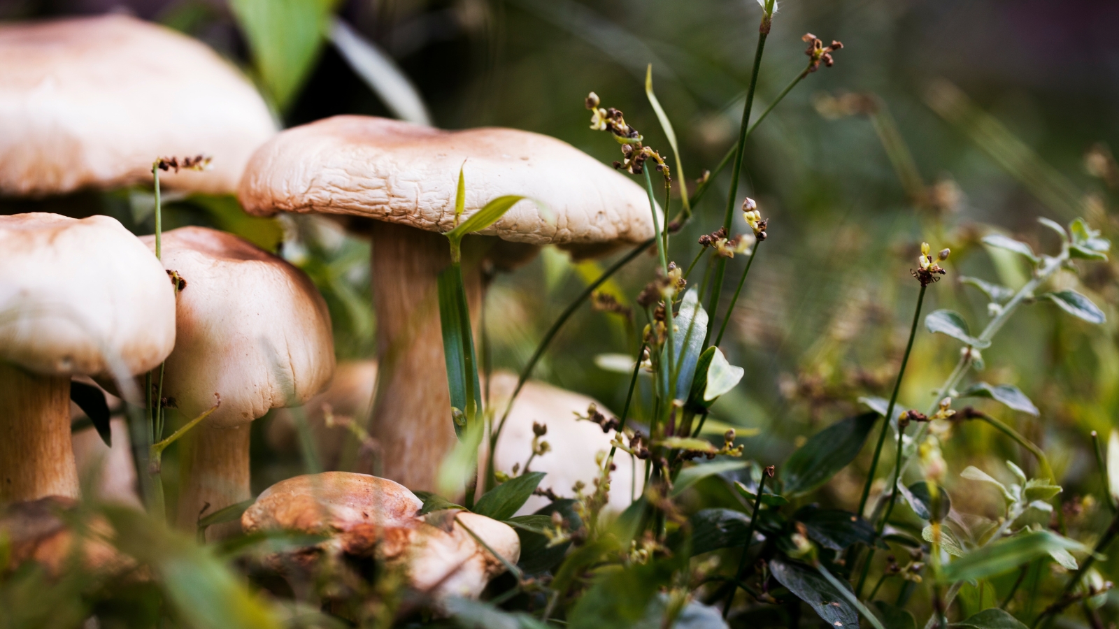A close-up of white mushrooms on grass, with soft dome-shaped caps, against a background of lush green grass blades.