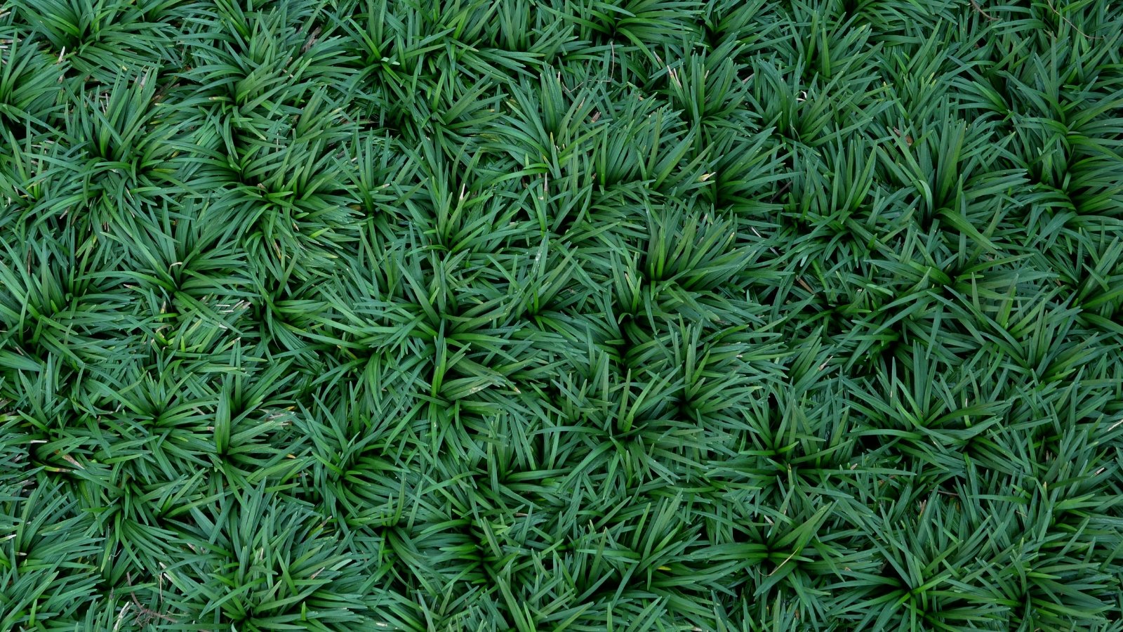 A close-up of Dwarf mondo grass, showcasing its dense, dark green foliage. The leaves are slender and arch gracefully, creating a lush carpet effect. This ornamental grass is perfect for adding texture and contrast to garden borders or rock gardens.