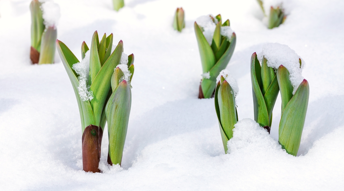 Close-up of tulip buds growing in a snow-covered garden in spring. Emerging from the ground as thin green shoots, tulip shoots quickly unfold into elegant lance-shaped leaves that form a basal rosette. The leaves are smooth, with a vibrant green color.
