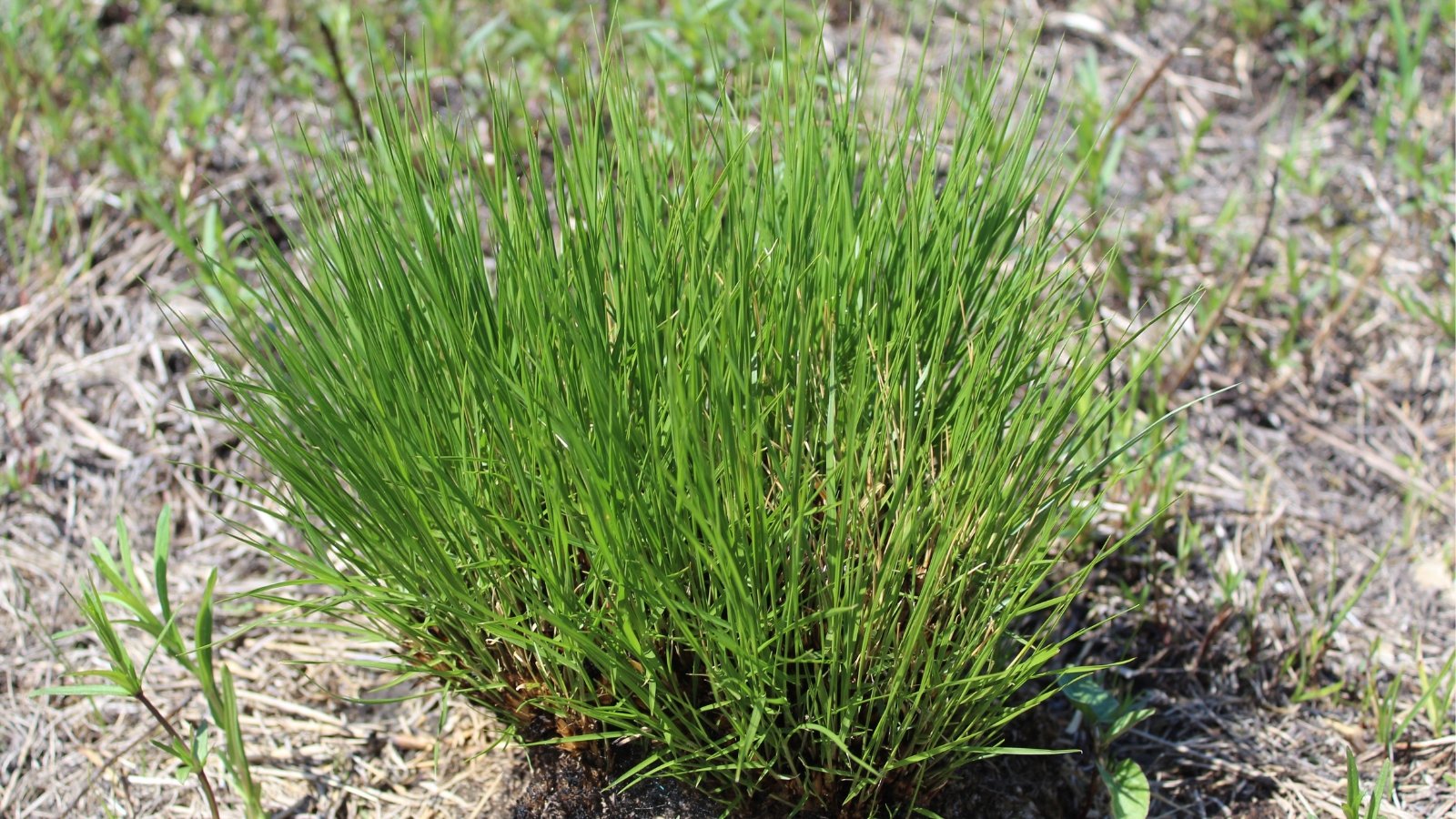A close-up of Prairie dropseed shoots, featuring their narrow, elongated leaves with a vibrant green color and fine, serrated edges. This native grass species thrives in a natural setting, planted in soil enriched with dried grass mulch for optimal growth and sustainability.