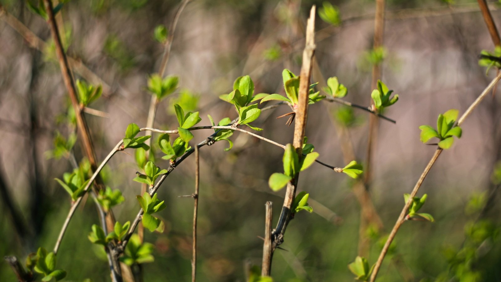 Close-up of thin branches adorned with young green shoots in a sunny garden.