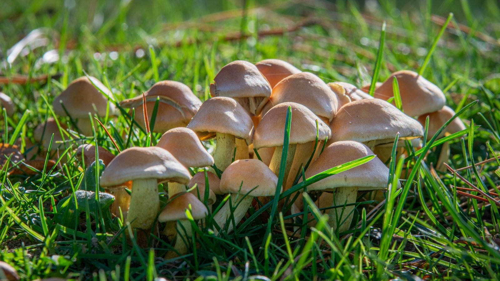 A close-up of mushrooms in the grass, with small brown caps with delicate white specks, nestled among vibrant green blades of grass.