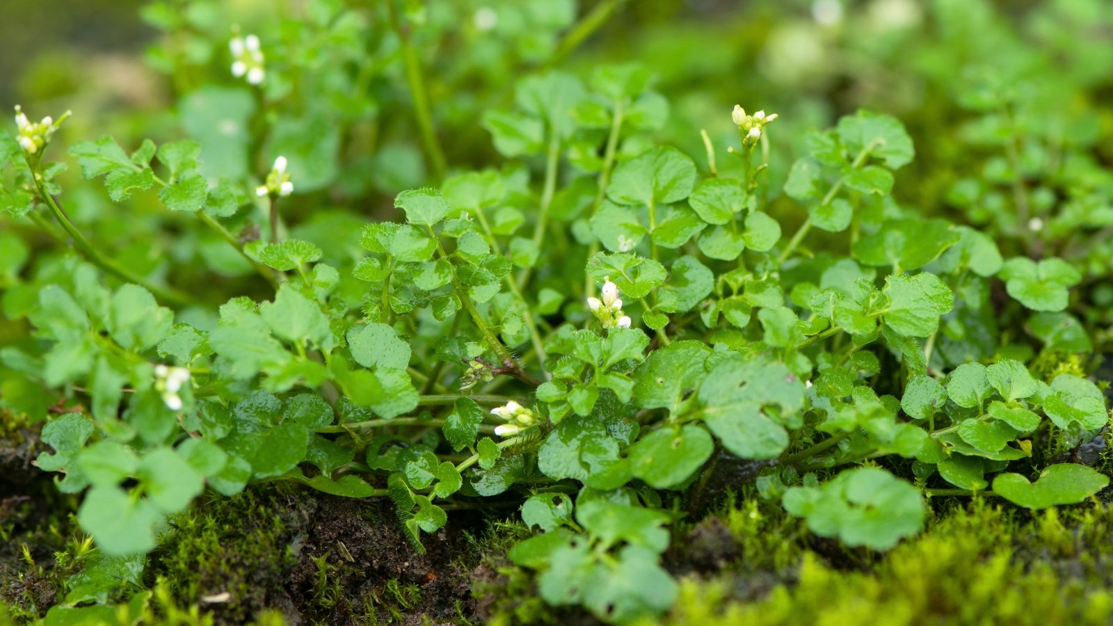 The wet plant has small, round, dark green leaves with jagged edges and produces delicate white flowers with four rounded petals, blooming in clusters on slender stems.
