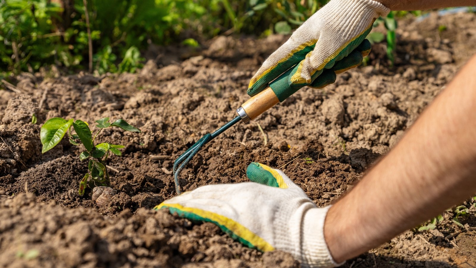 A woman's hands in white gloves with green and yellow stripes are weeding the soil in a garden bed using a hand rake with a short handle and several curved metal tines.
