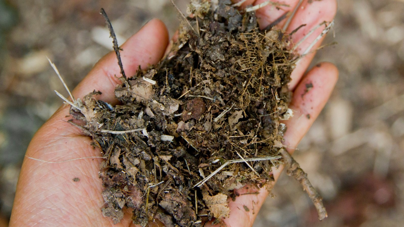 A hand holds a handful of dark, crumbly leaf mold compost, showing its rich texture and organic matter.