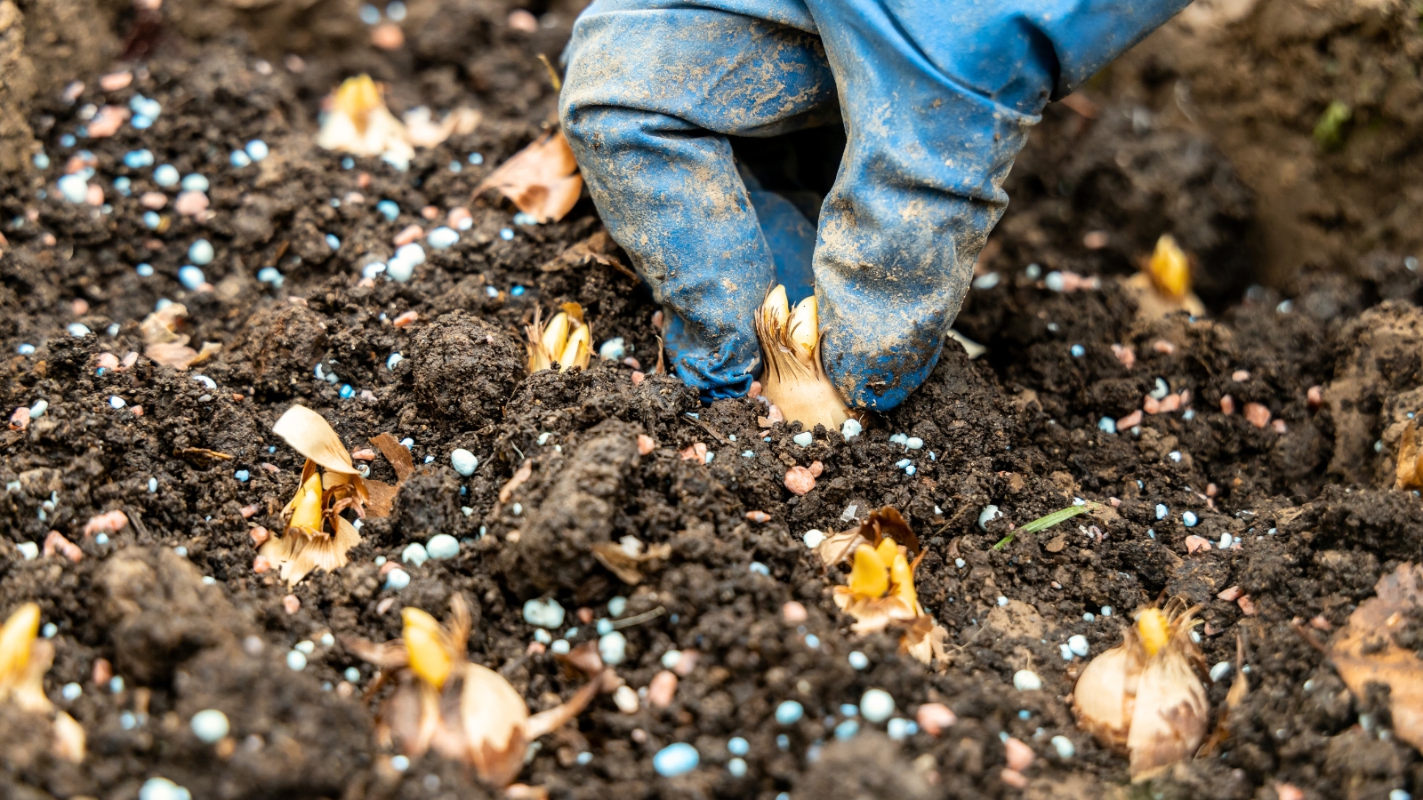 Close-up of a hand in a blue glove planting a bulb with brown husks into loose, dark brown soil scattered with multi-colored granular fertilizers.
