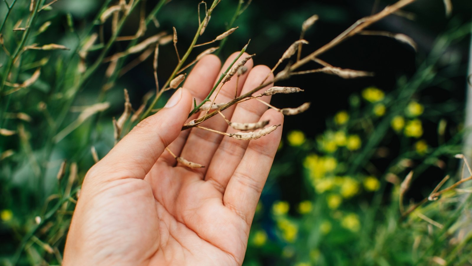 A hand gently picks small lettuce seeds from a dry pod, ready for planting.