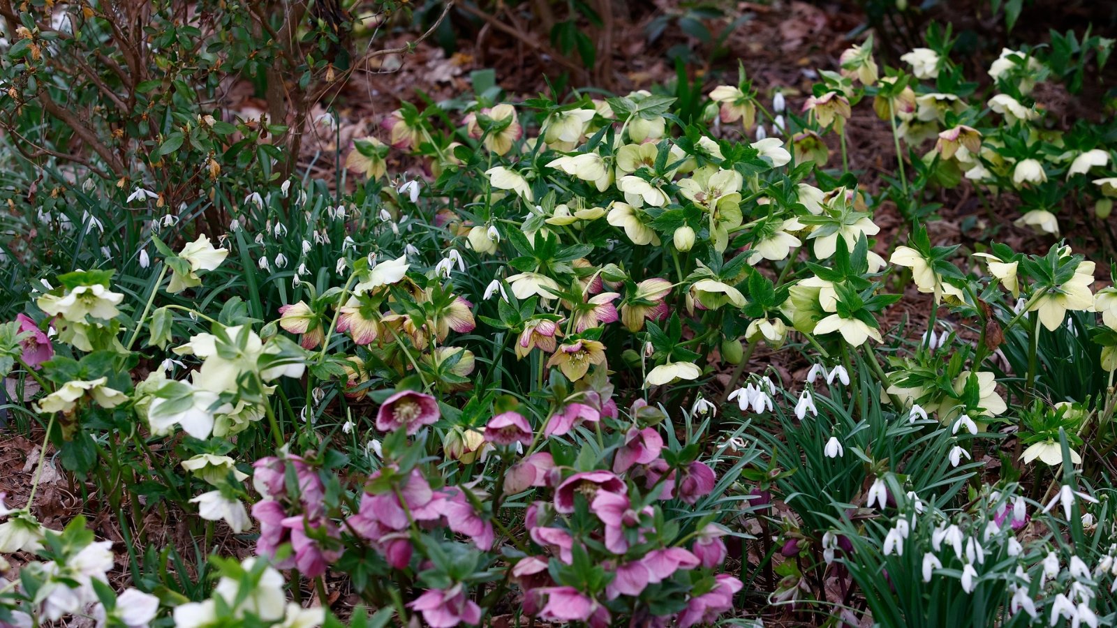 A lush garden bed filled with pale pink, white, and green blossoms, with dark green foliage offering a soft contrast.