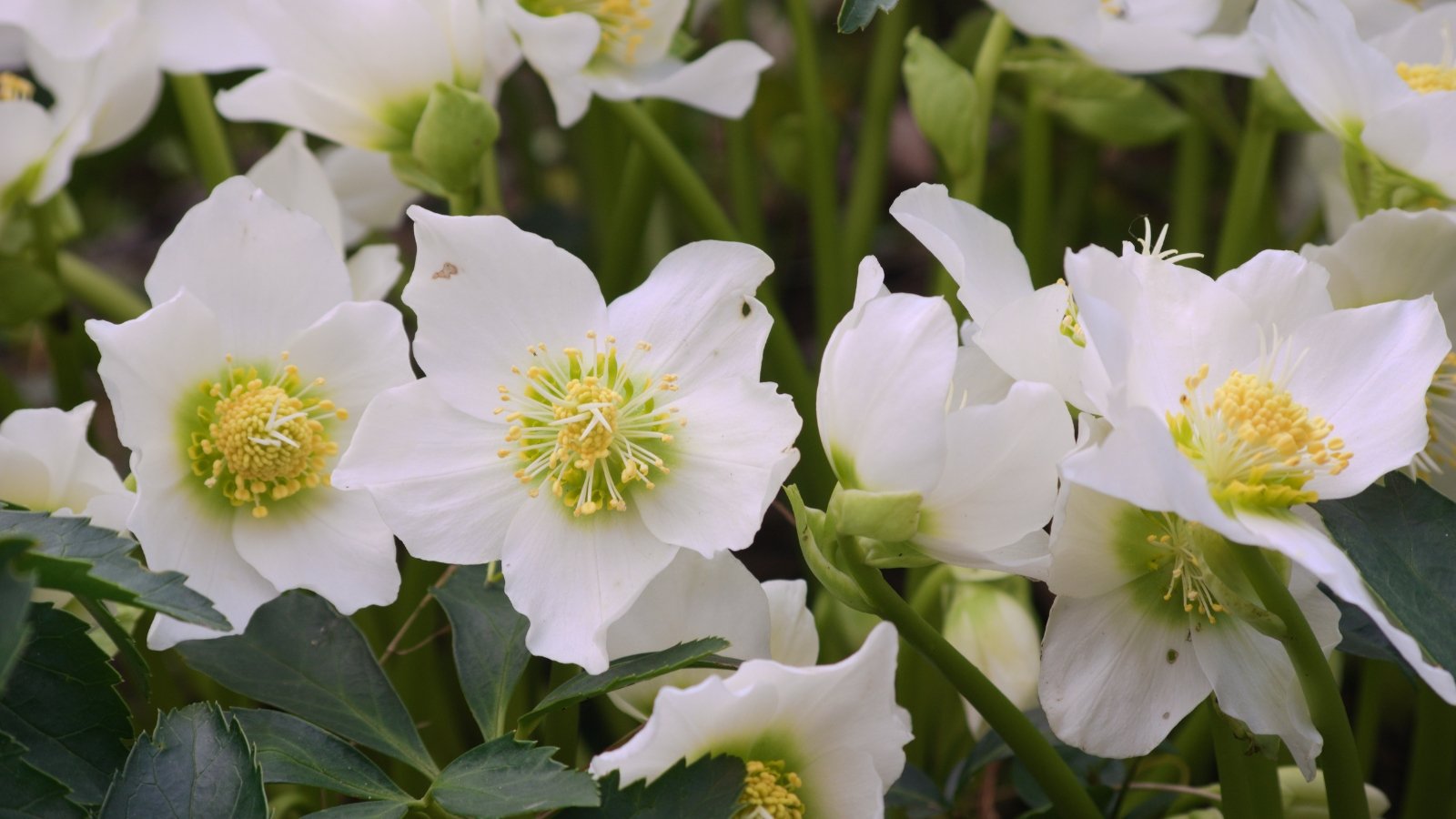 Soft white petals surround a bright yellow center, resting on dark green, leathery leaves with prominent veins, emerging from a lush cluster of plants with pale green stems.