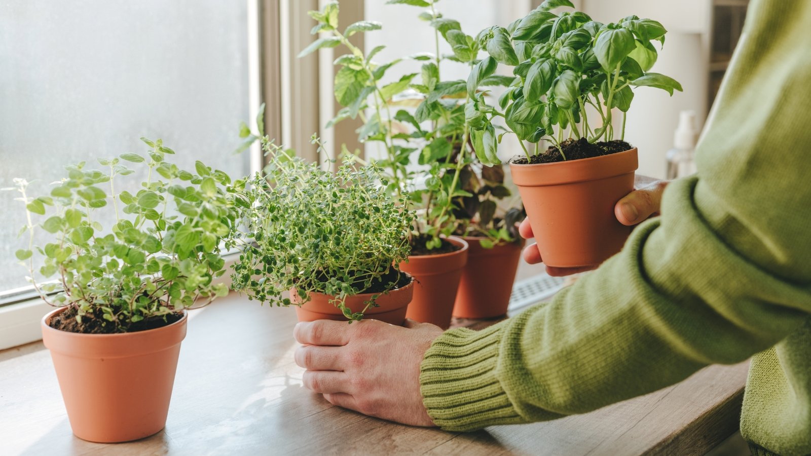 Close-up of a woman placing terracotta pots filled with various herbs, including oregano, basil, mint, and thyme, on a windowsill.