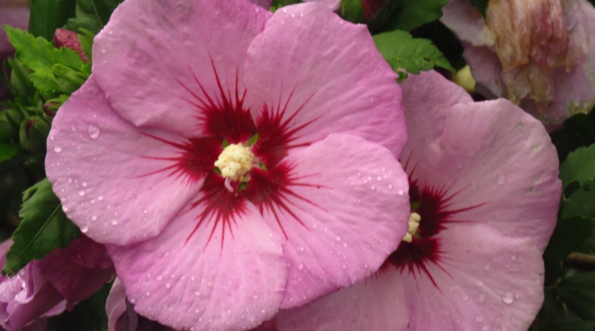 A close-up of two 'Dark Mystery' rose mallow flowers adorned with water droplets. The petals gracefully shift from a deep crimson to a soft, enchanting pink, creating a mesmerizing gradient of colors in nature's artwork.
