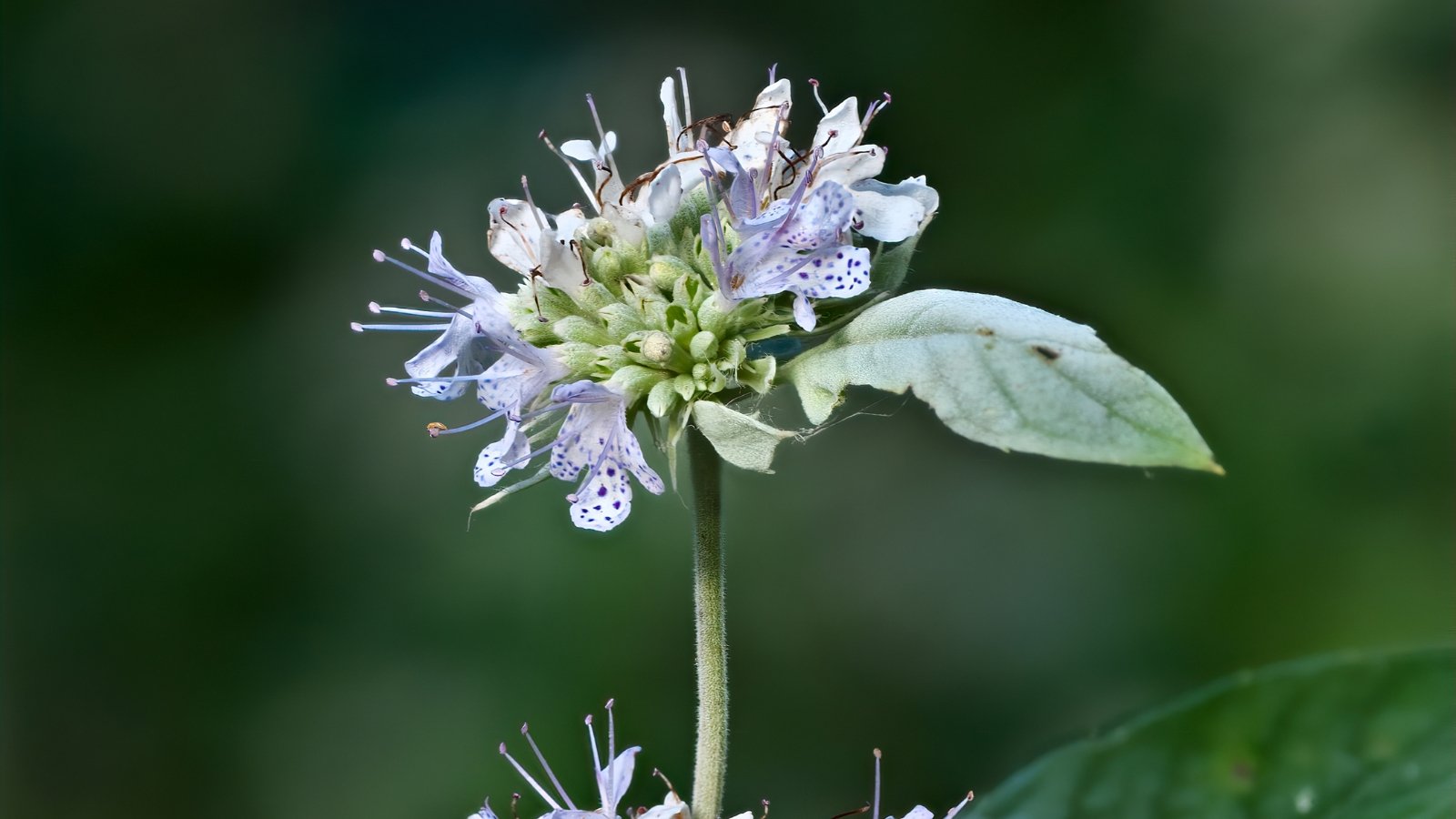 A close-up of a stem featuring purple flowers and a green leaf. The blurred background offers a serene glimpse of verdant foliage, accentuating the delicate beauty of the botanical specimen.