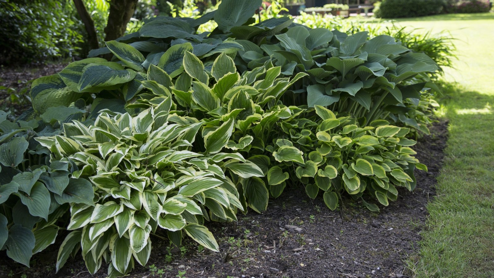 A close-up of Hosta plants showcasing their vibrant green leaves with prominent veins and a smooth texture. These Hosta plants are nestled in rich soil alongside lush green grasses and other verdant foliage, creating a harmonious garden scene.