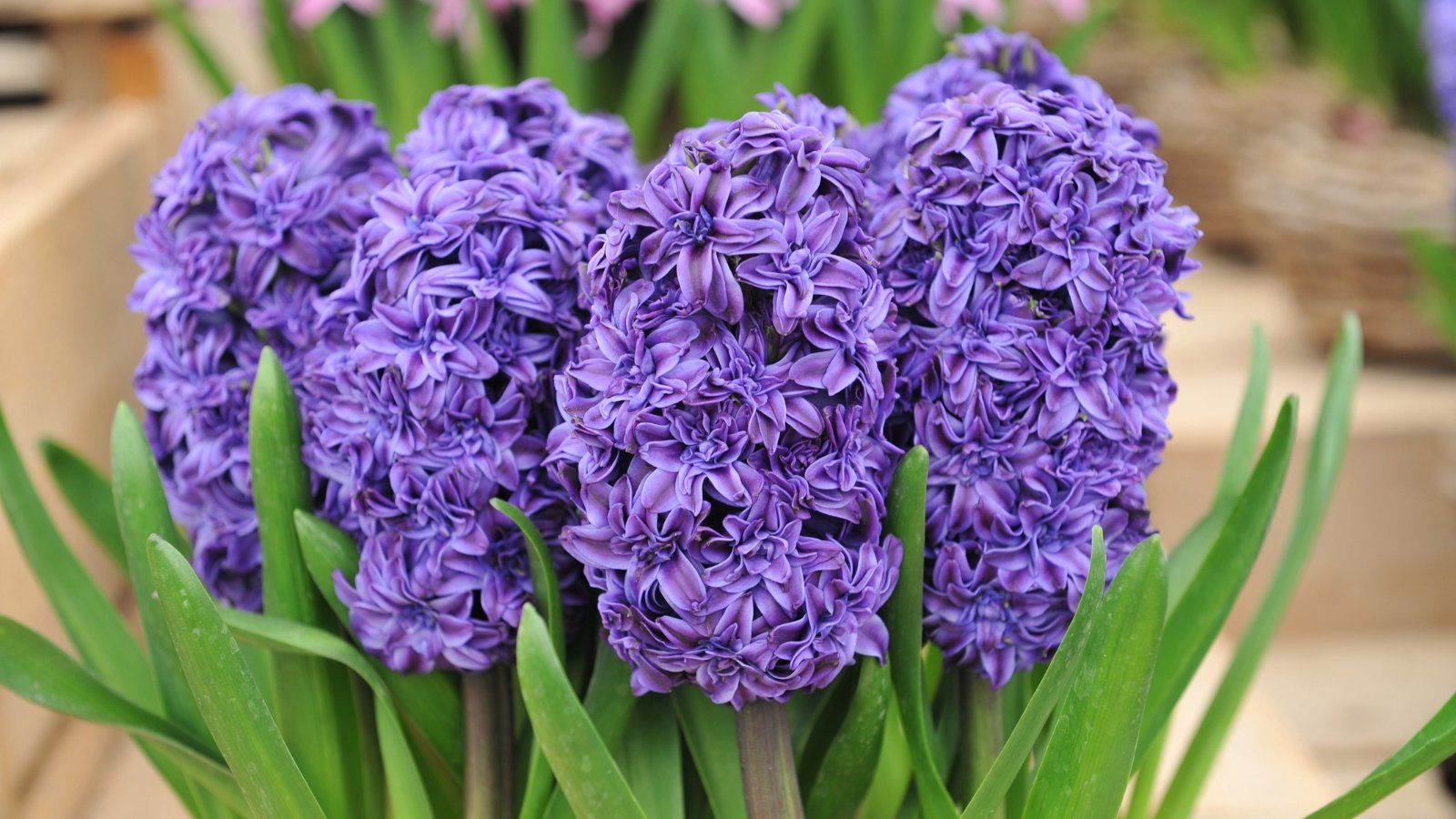 Bold purple flowers with textured, dense petals, surrounded by green leaves, standing out in a natural garden setting.