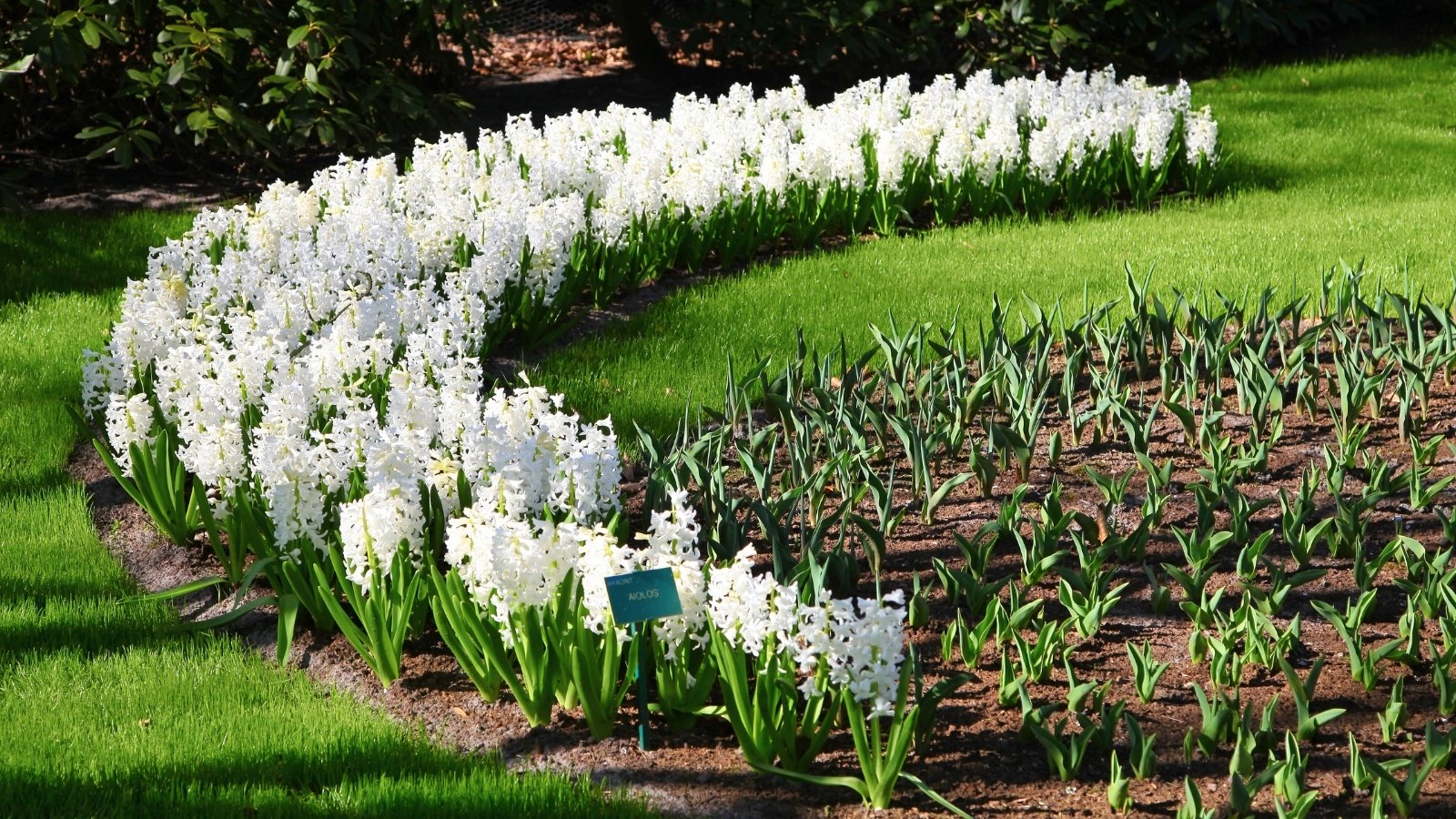 A curving display of white floral clusters along a grassy path, creating a graceful, elegant border against the vibrant green lawn.