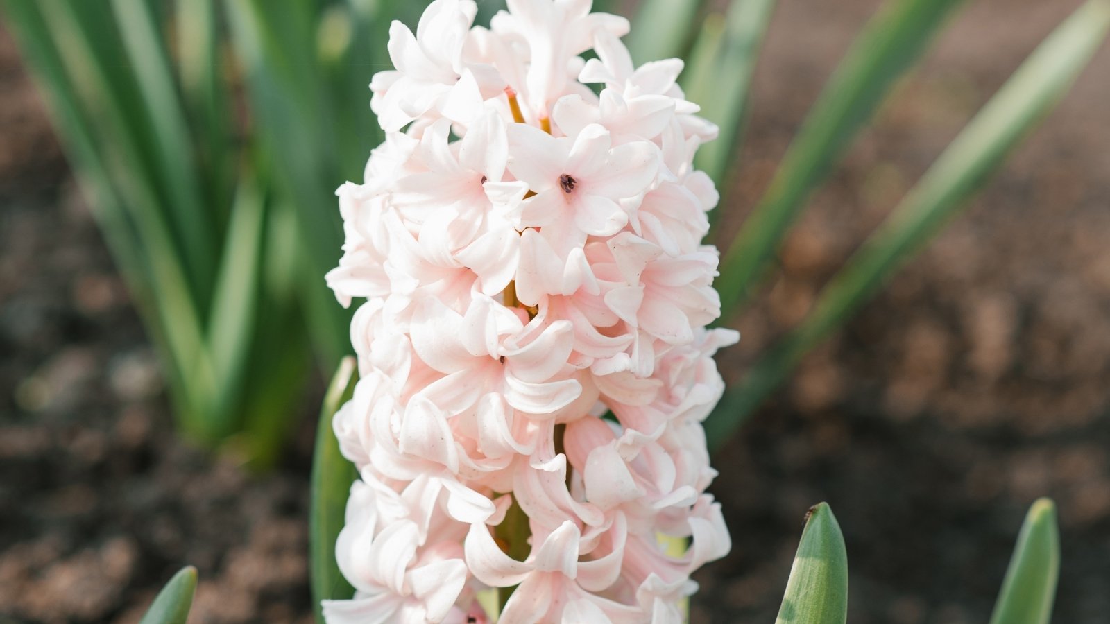 Pale pink floral spire with delicate blooms stacked along the stalk, standing out against a backdrop of green stems.