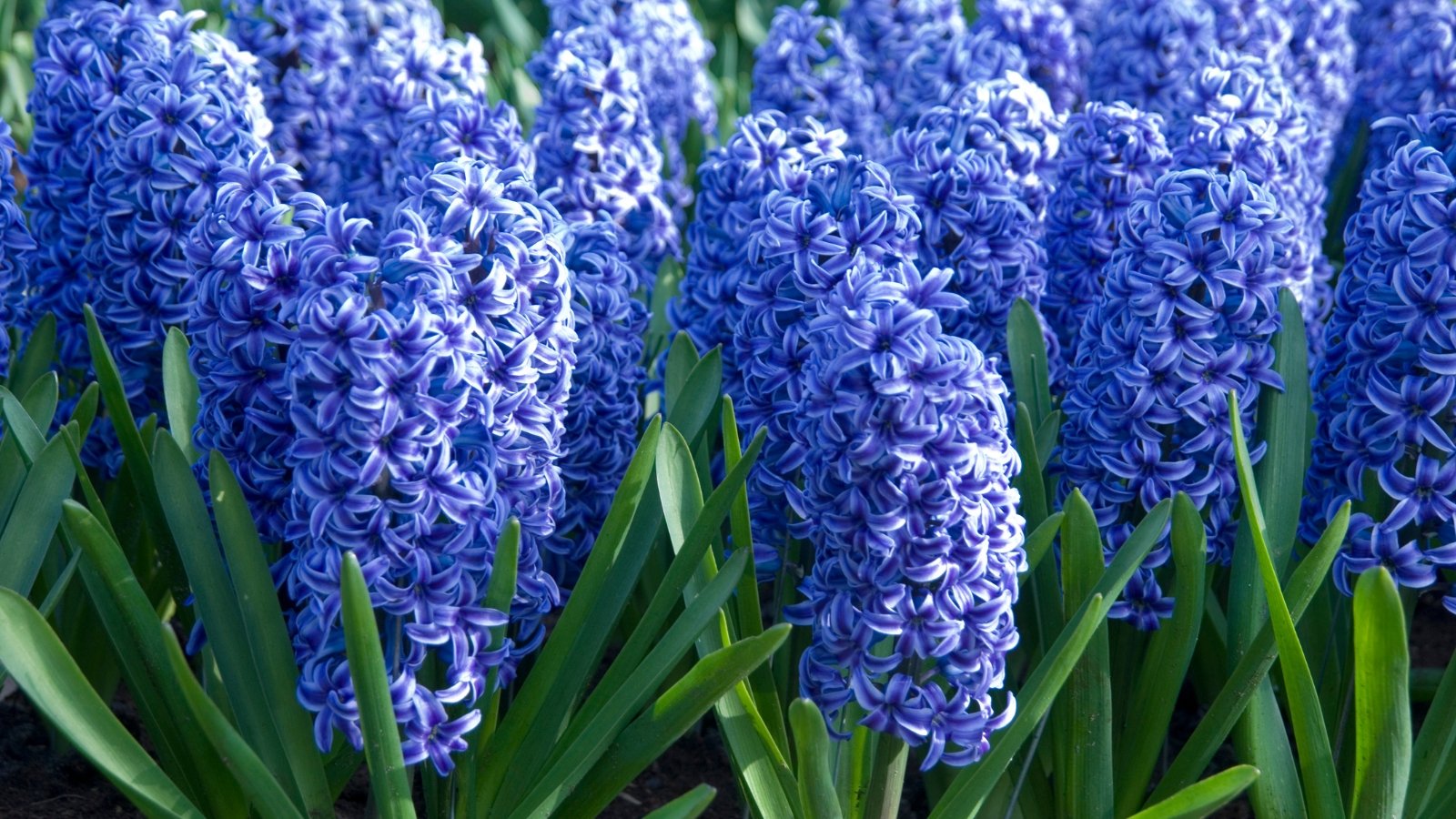 Tall, vibrant blue flower clusters with thick petals, nestled among dark green leaves, creating a striking contrast in a garden setting.