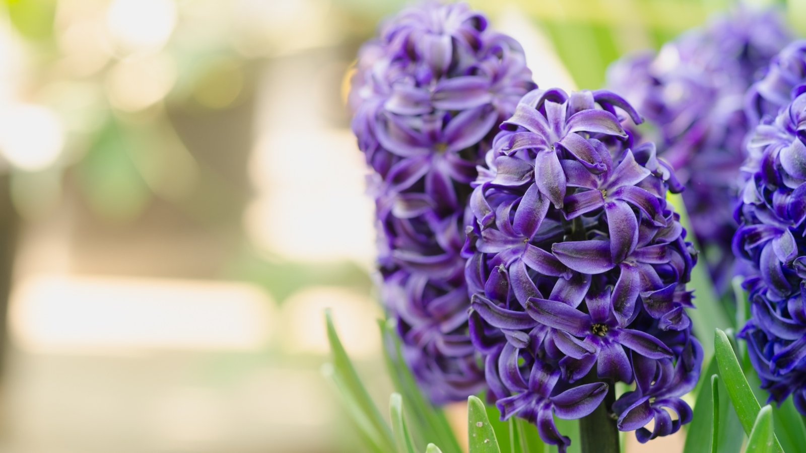 Deep purple flowers with densely curled petals, standing tall among fresh green foliage.