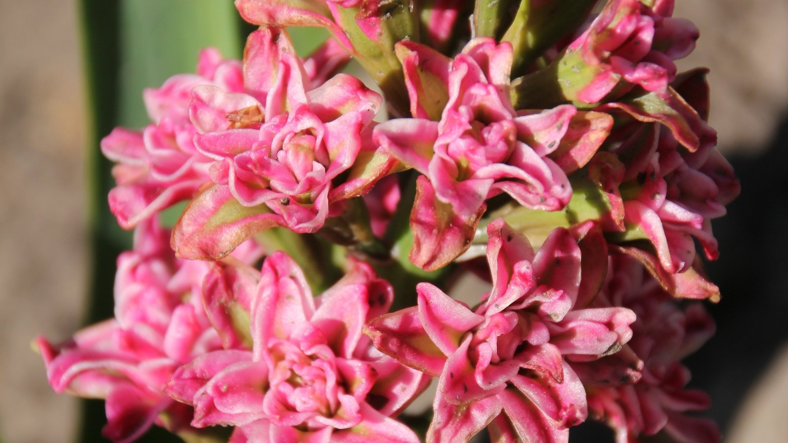 A deep pinkish-red cluster of curly-petaled blooms, densely packed along the stalk.