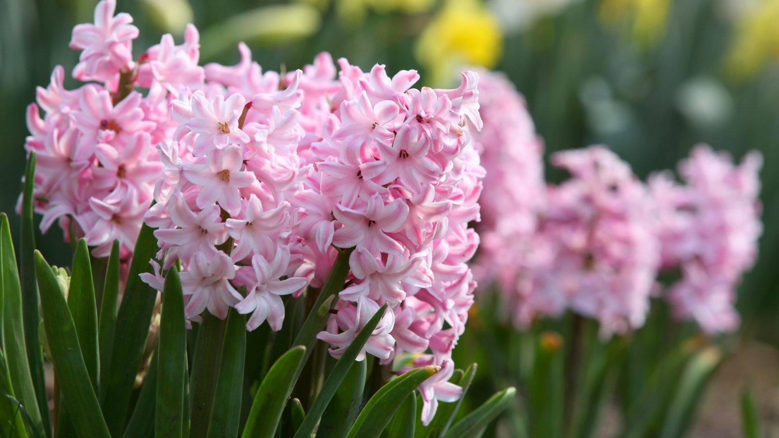 Soft pink flowers with delicate petals in dense clusters, framed by dark green leaves, adding a gentle touch to a lively garden bed.