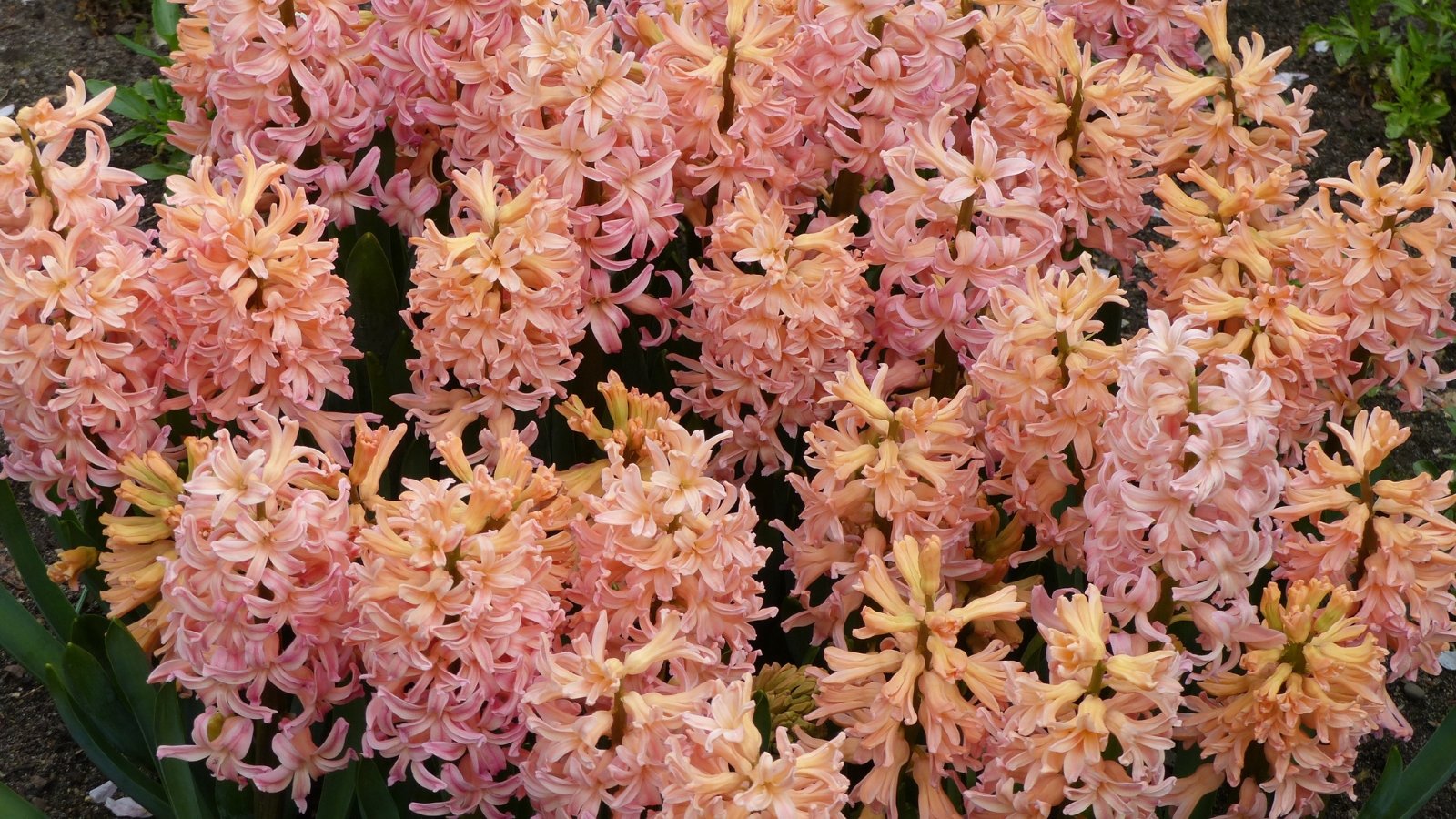 Peach-toned flower spikes densely packed with small blossoms, creating a soft, warm display in a sunlit area of a garden bed.