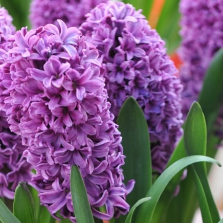 Rich purple flower spikes with thick, curly clusters of tiny petals, contrasting beautifully with lush green leaves surrounding the base.