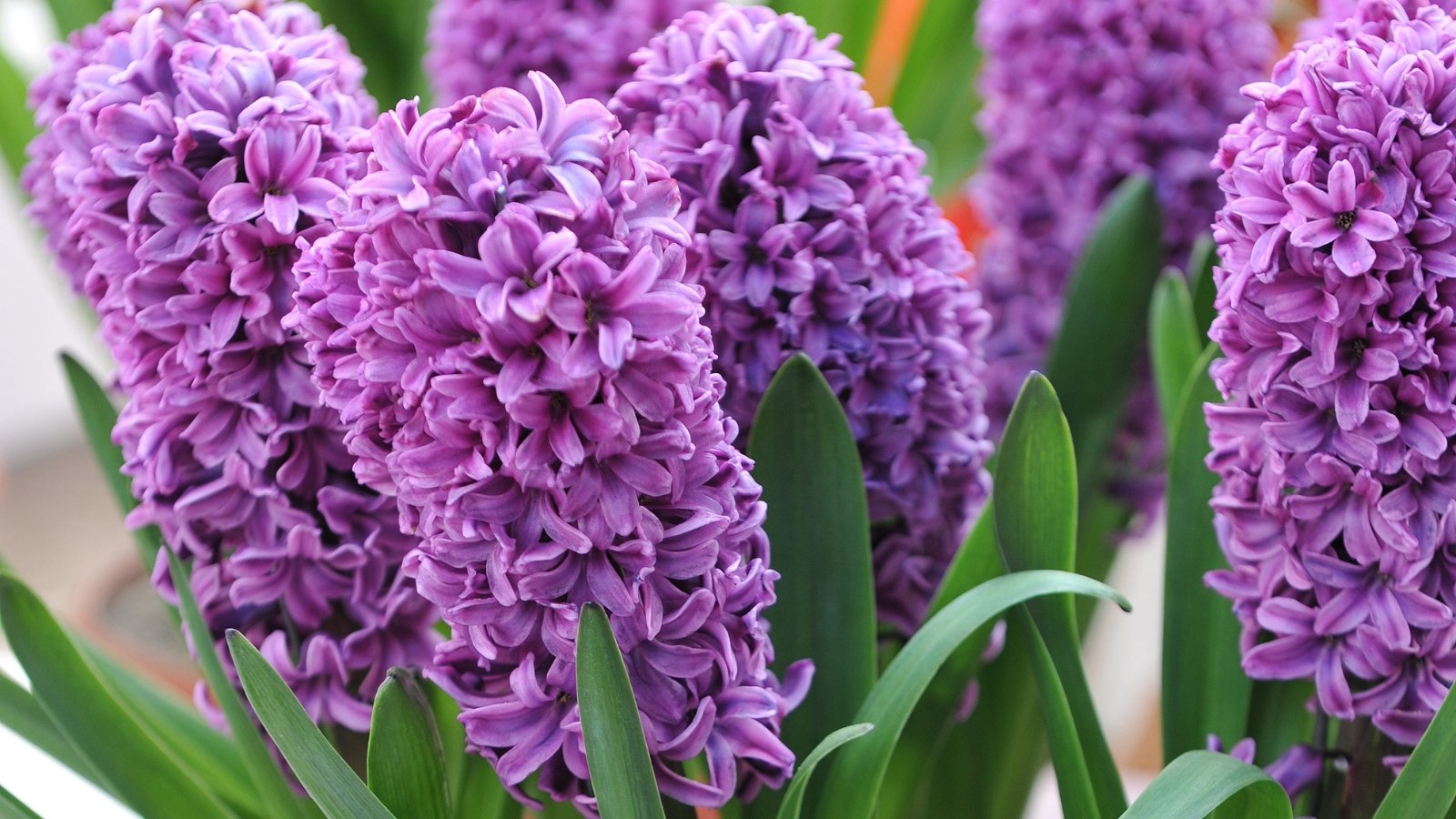 Rich purple flower spikes with thick, curly clusters of tiny petals, contrasting beautifully with lush green leaves surrounding the base.