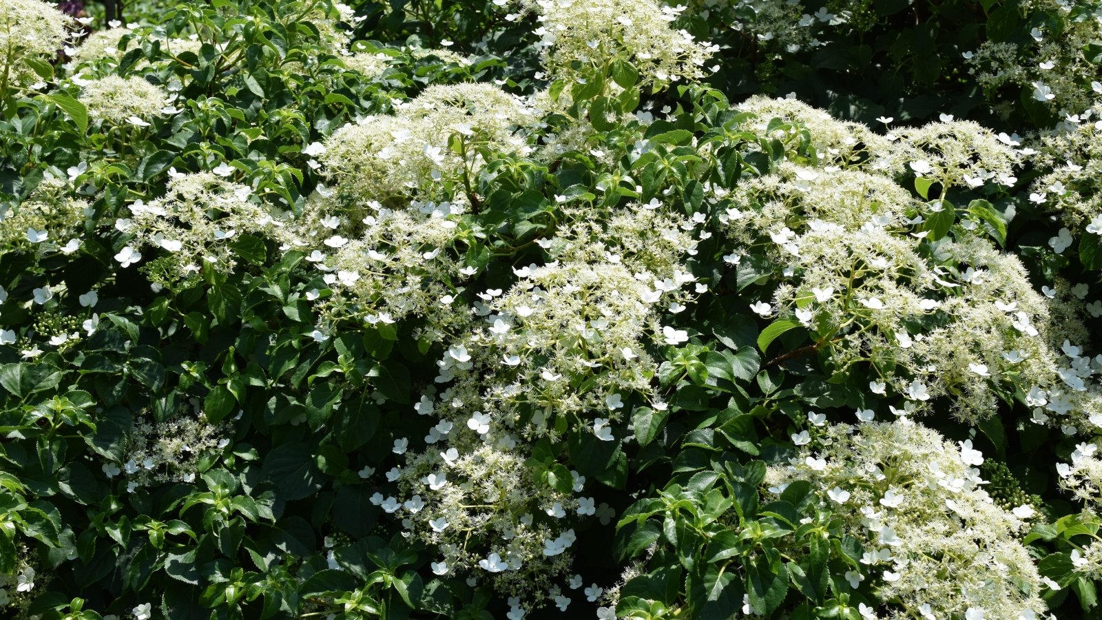 Flores blancas de encaje sobre tallos trepadores, con hojas verdes en forma de corazón.