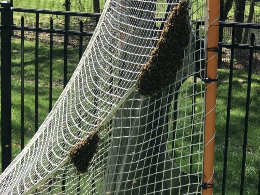 Two swarms of bees in a hockey net