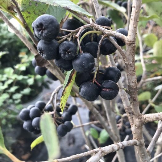 Chokeberry provides many nutrient-rich berries for birds and other wildlife.