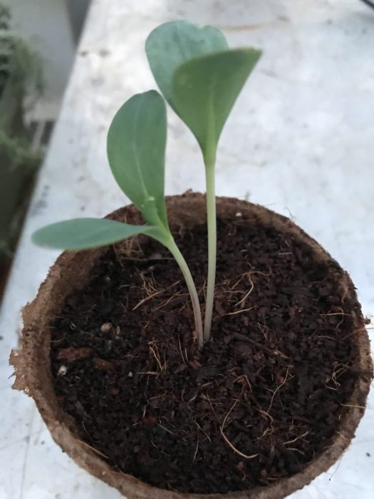 Cerinthe is about a week old and is a robust seedling.