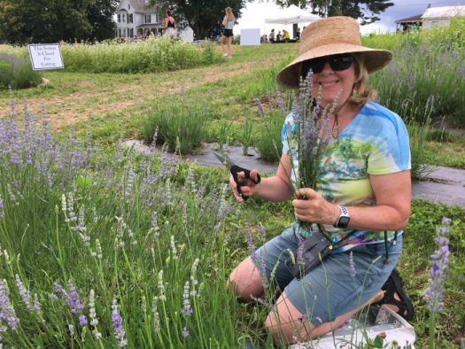 Cut lavender for wreaths.